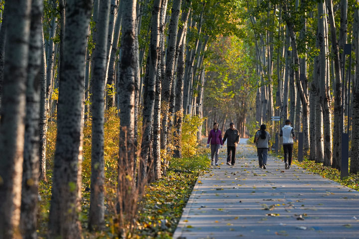 市民在北京市朝阳区的朝阳绿道上散步休闲(2025年11月14日摄)。新华社记者 鞠焕宗 摄