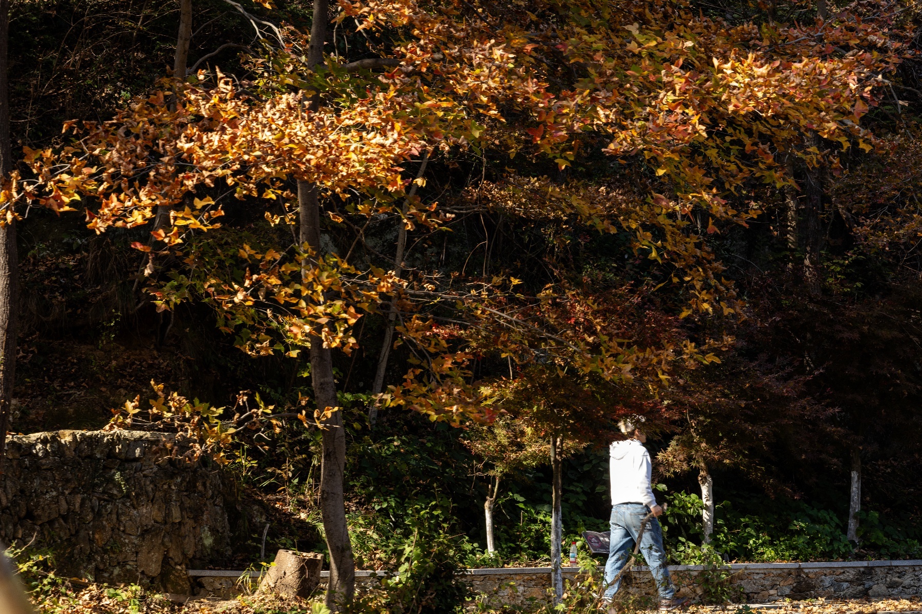20251105武汉黄陂清凉寨秋景-5