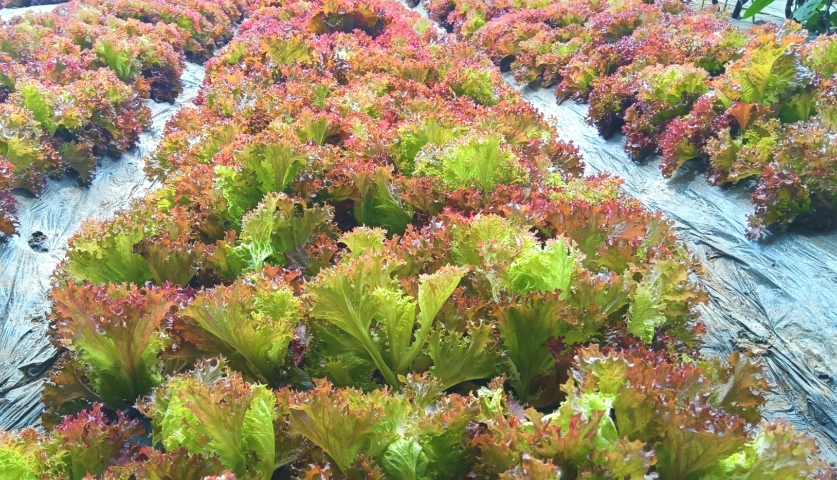 石墨烯温室大棚里的紫生菜（央广网记者陈显春 摄）