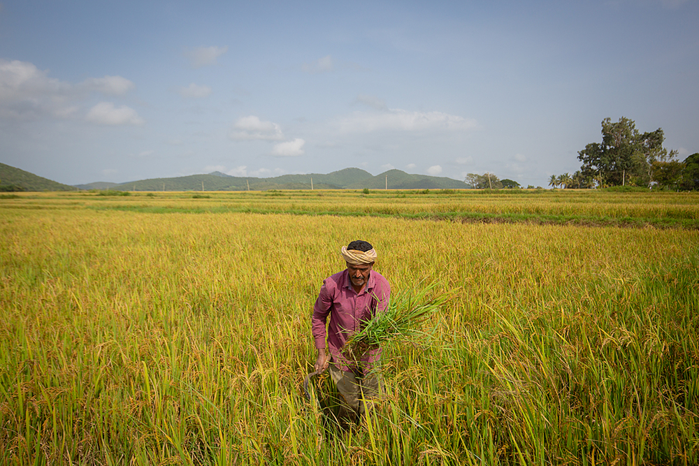 当地时间2025年7月8日,印度一名农民在稻田里除草。能源与农业是印度和美国贸易谈判中的核心议题和关键筹码。视觉中国 资料图