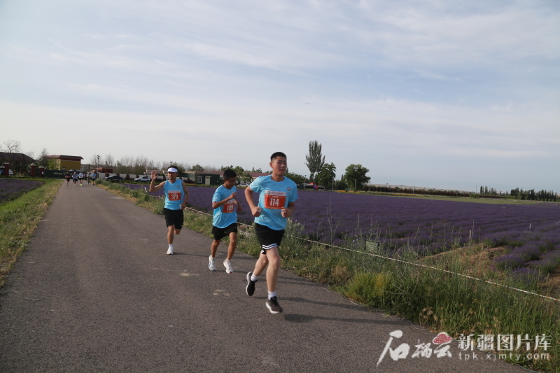 5月31日,霍城县“2025苏韵伊情·霞路相逢(霞2·芳香霍城)商学院越野接力赛”开跑。图为参赛选手跑过一片薰衣草园。石榴云/新疆日报记者 宋卫国 摄