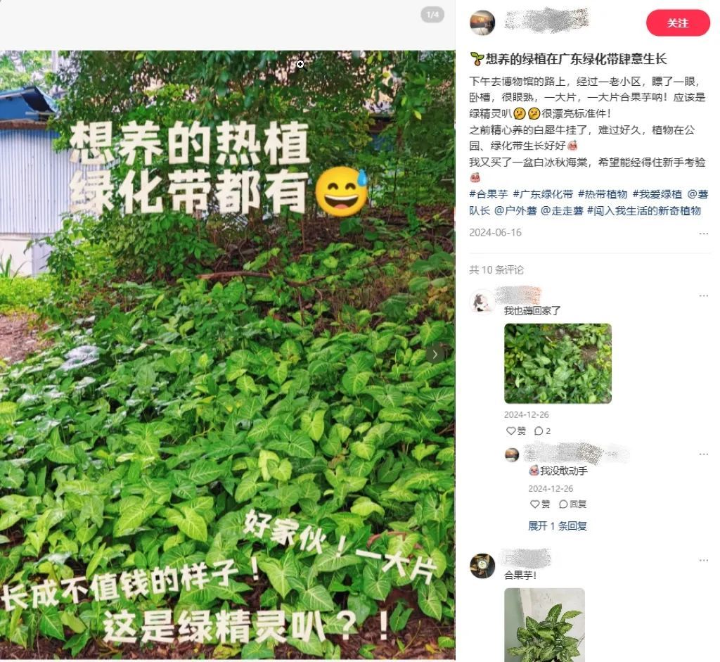 广州路边的合果芋，长成不值钱的样子。（图/@鱼丸面不要面）