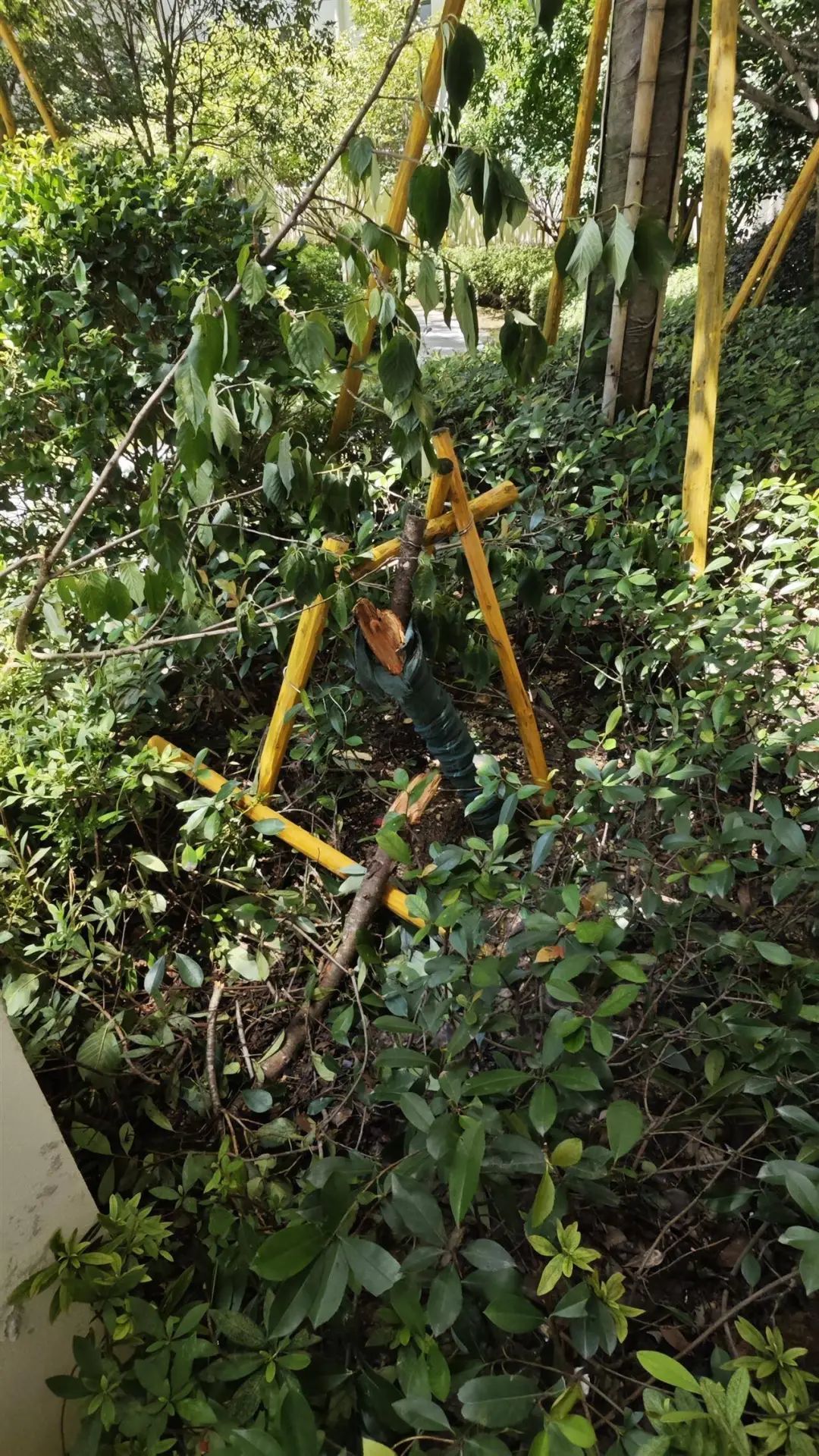小孩坠落的地方（图片由家属提供）