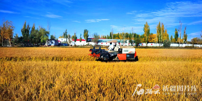 收割机在帕哈太克里乡肖尔巴格村田间收割水稻（2022年摄）。阿地力江&middot;阿不都卡德尔摄