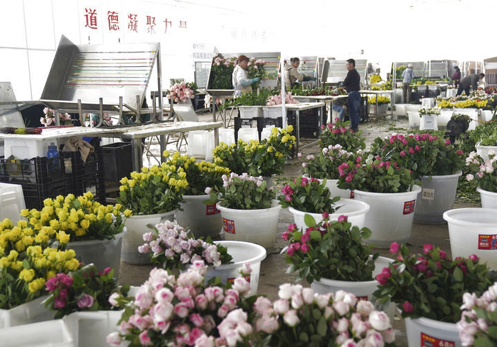 2025年3月24日,工人在云南丽江现代花卉产业园包装鲜花。新华社发(梁志强 摄)