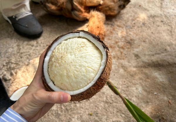 海南隐藏美食椰宝!本地人私藏的“椰中黄金”_凤凰网区域_凤凰网