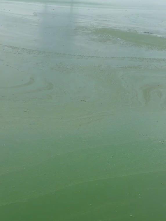 滇池部分水域呈深绿色(网络视频截图)