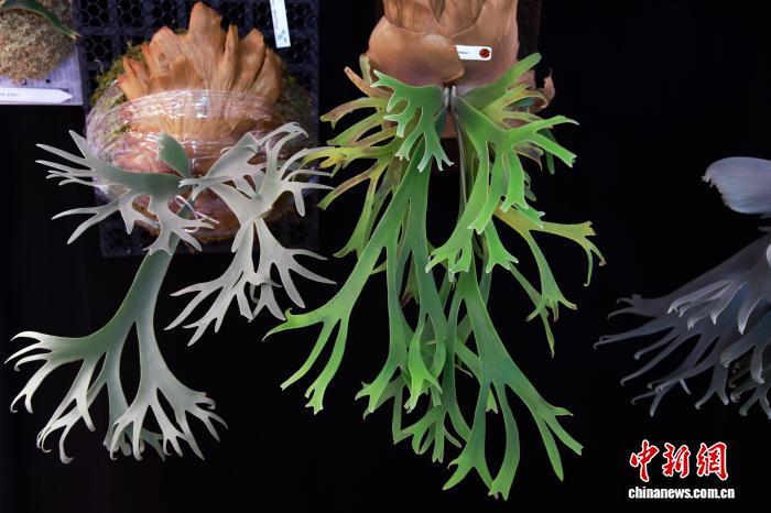 2025年8月,浙江桐乡,挂在墙上的鹿角蕨宛如“会呼吸的壁画”。孙杨洋 摄