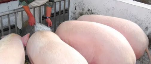 西方终于有自己的绿坝·花季护航了