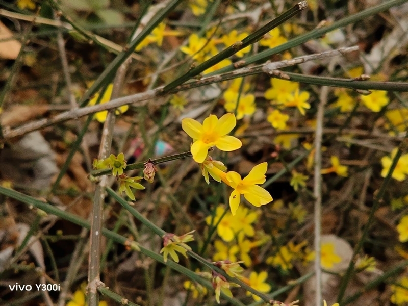 23.5小时霸榜续航榜!vivo Y300i体验评测:超高颜值的一款耐造神机