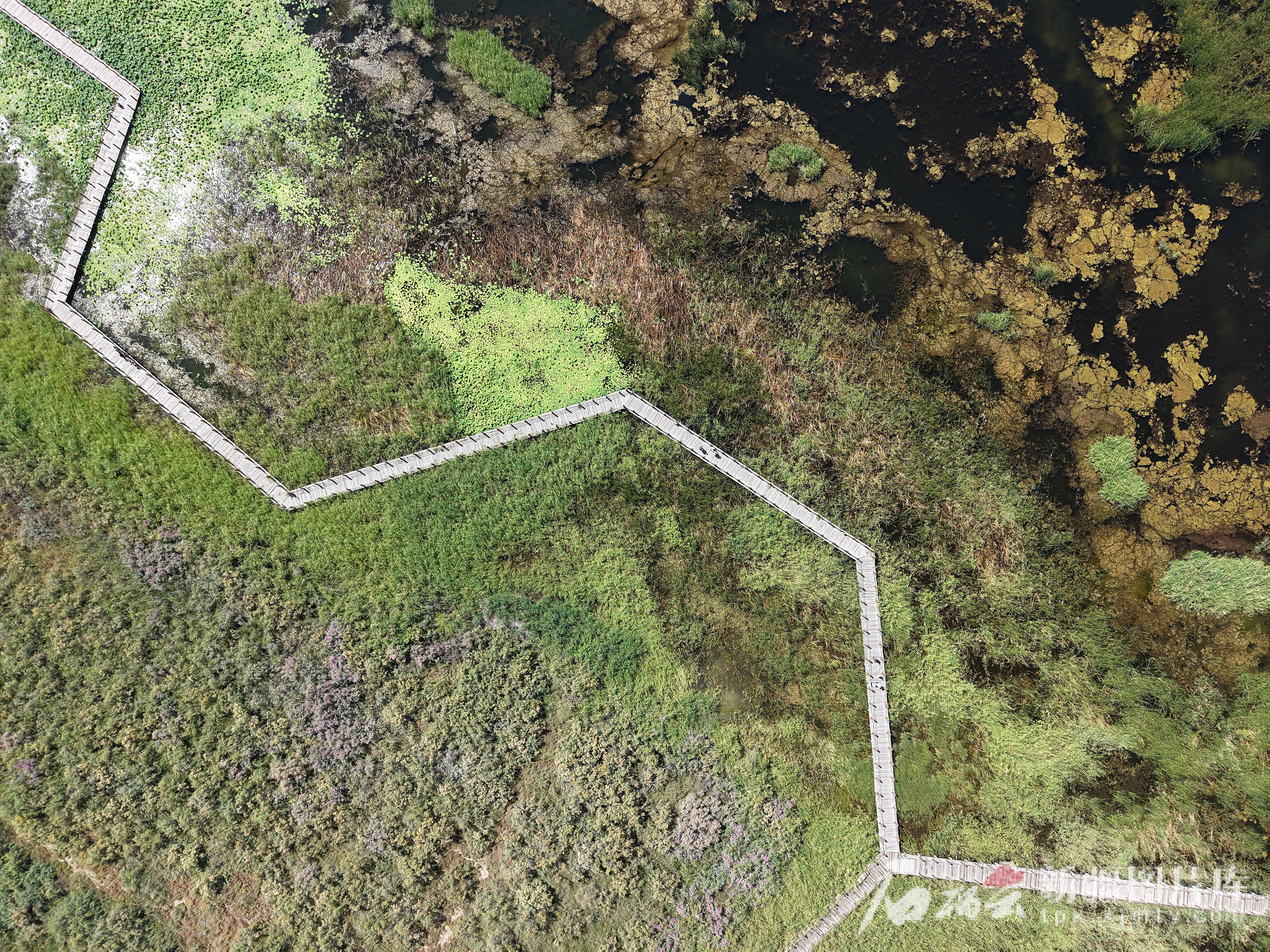 8月10日,俯瞰玛纳斯国家湿地公园。