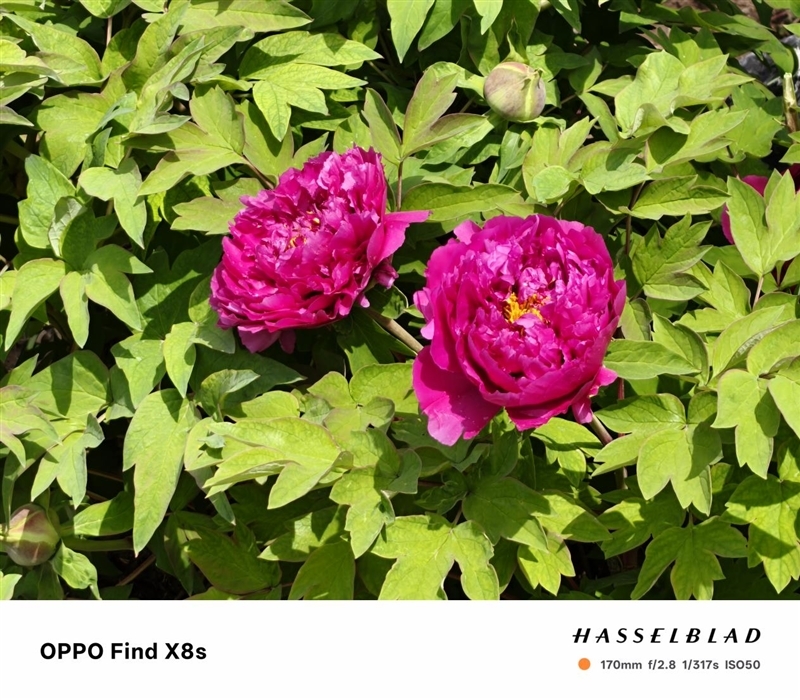 重新定义小屏旗舰!OPPO Find X8s评测:续航拍照再无后顾之忧