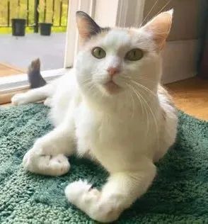 茱妮经常「折手手」让饲主艾蜜莉觉得非常可爱,不过这其实是一种先天性疾病。 (图/翻摄自IG/juniebskis)