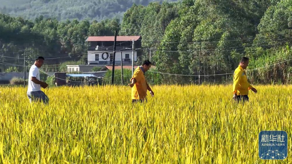 在广西柳城县,彭春林(中)和工友帮助推进“旱改水”项目建设(2024年8月27日摄)。