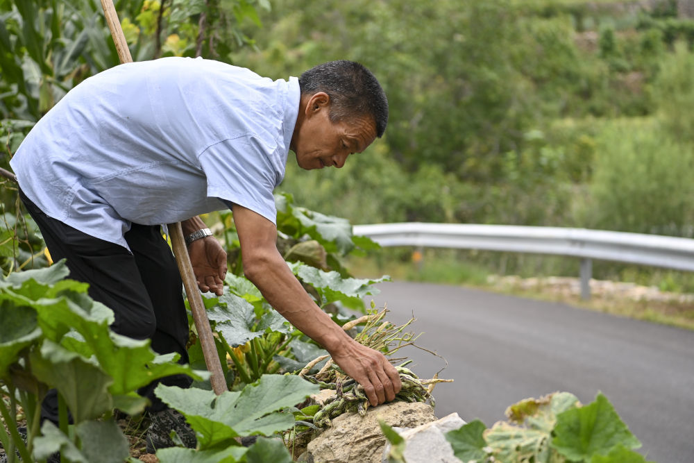 ↑秦海松帮助村民收获蔬菜（2025年8月27日摄）。