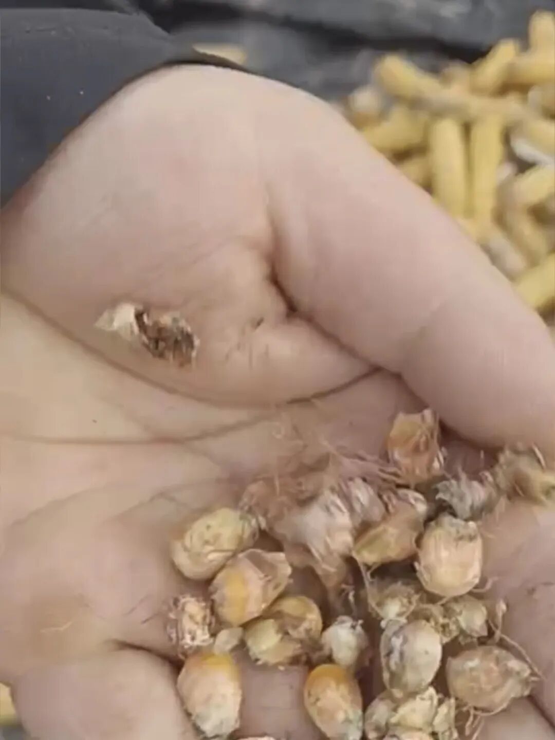 已经发霉掉落的玉米粒/受访者供图