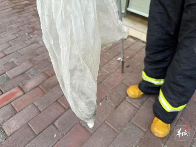 专业人员在小区抓到的蛇