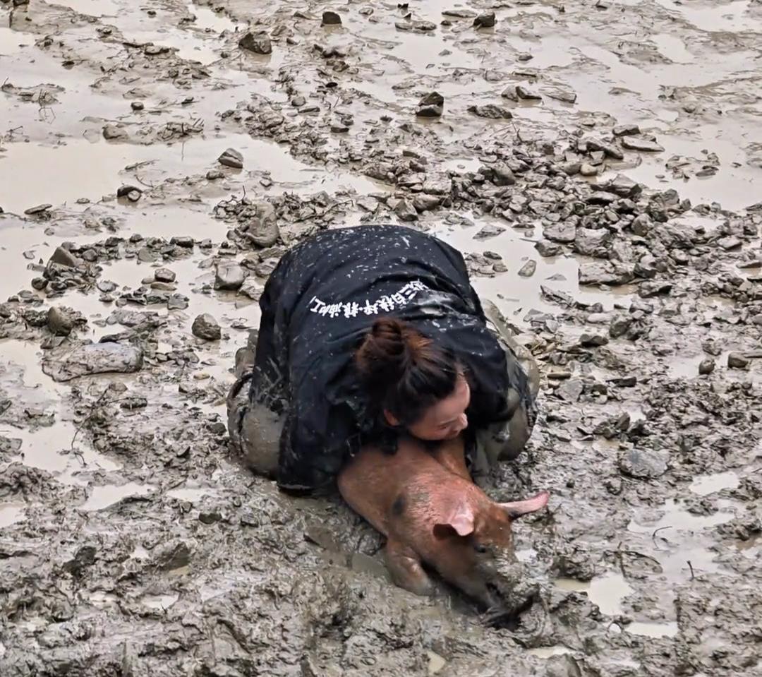 抓猪比赛视频截图