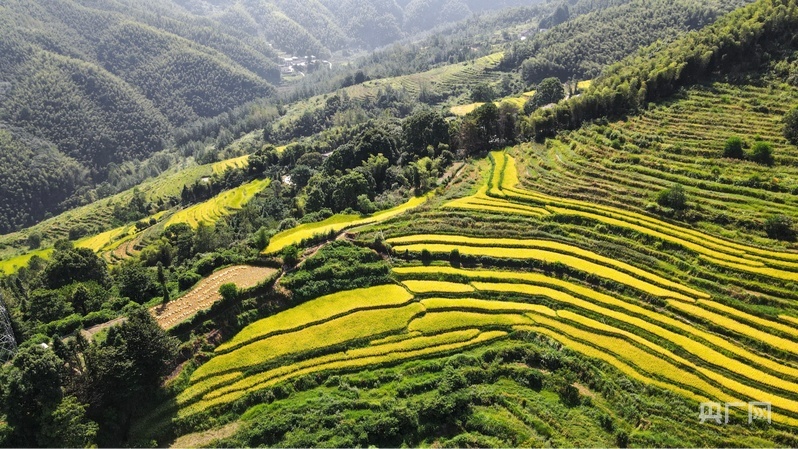 丰收的谢坪村梯田满目金黄(央广网记者 王一凡 摄)