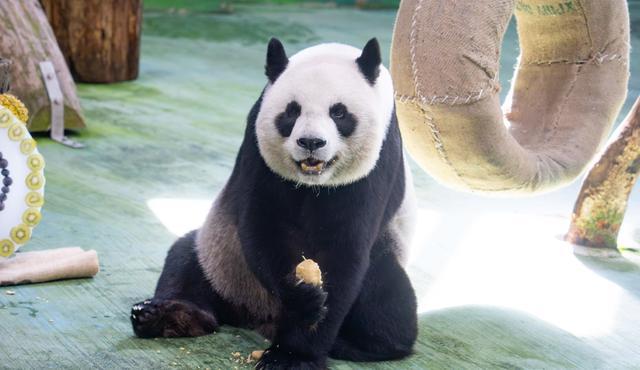 在台大熊猫“圆圆”