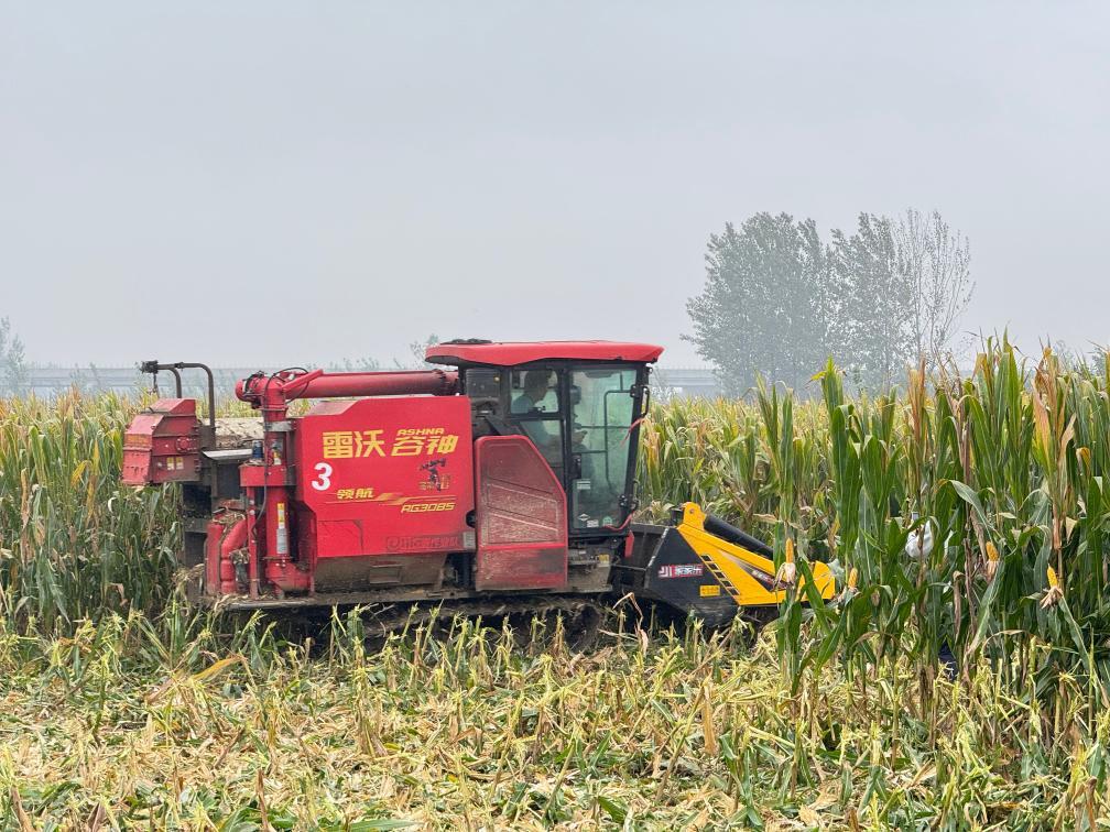 2025年10月11日，在安徽省淮北市濉溪县百善镇张庄村，从河南驻马店调运过来的履带式收割机在收割玉米。新华社发（徐弘扬 摄）
