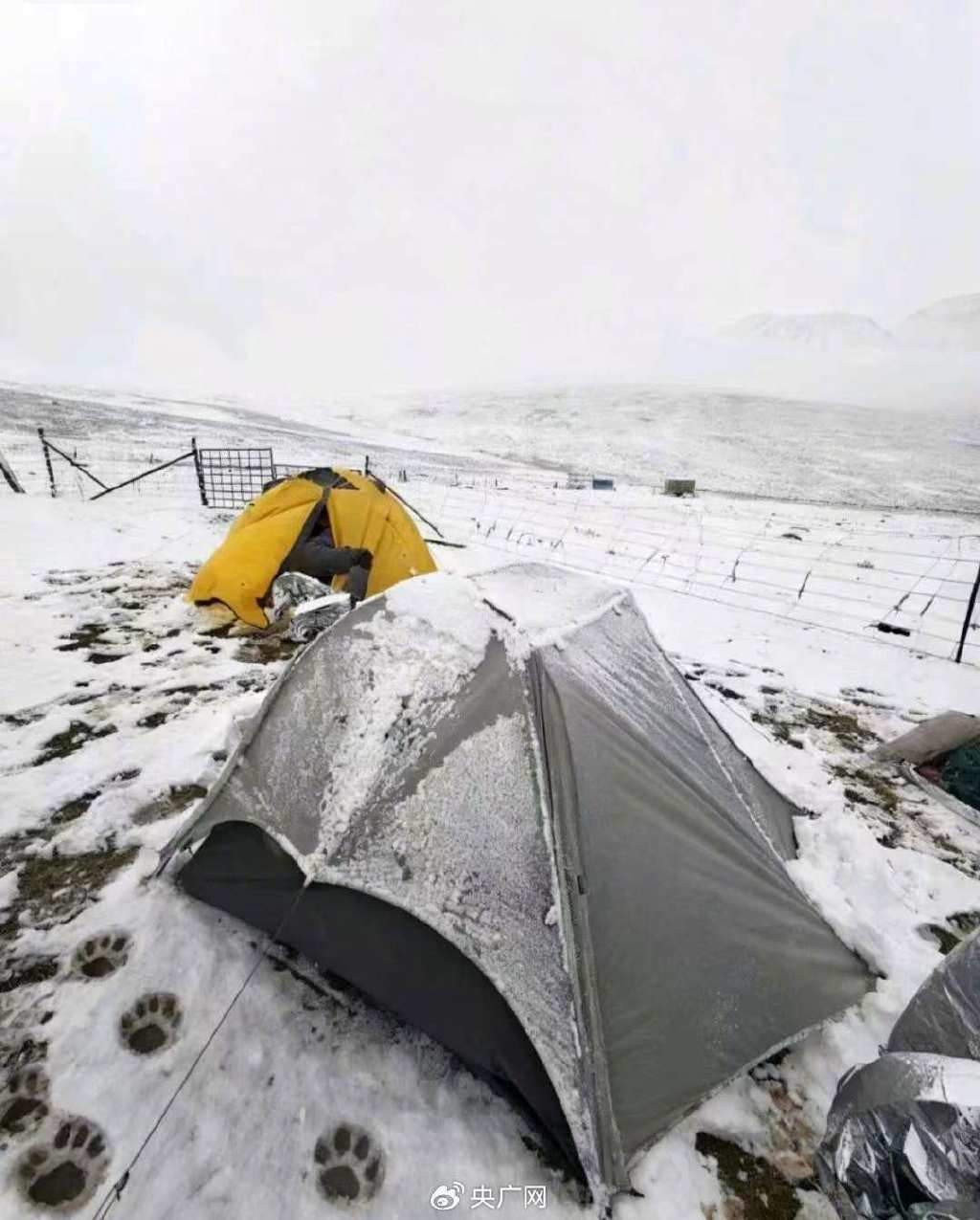 冷龍嶺穿越中,劉歌拍下的帳篷外的藏馬熊腳?。ㄑ霃V網(wǎng)發(fā) 受訪者供圖)