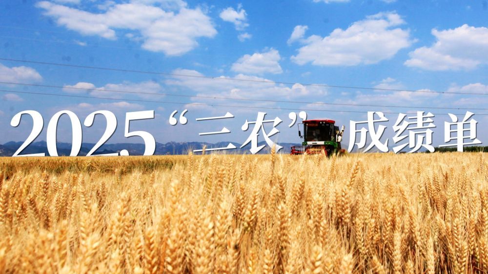 2025“三农”成绩单｜筑牢粮安“压舱石” 守护民生“基本盘”