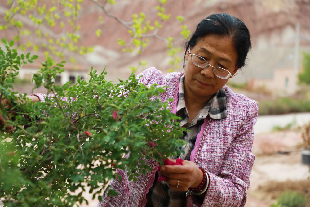 当地人正在采摘苦水玫瑰。新华社发（童张伟摄）