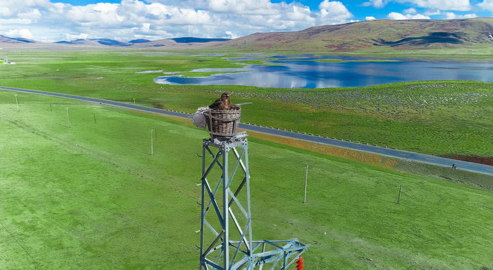 青海玉树隆宝国家级自然保护区铁塔上的“生命鸟巢”(受访者供图)