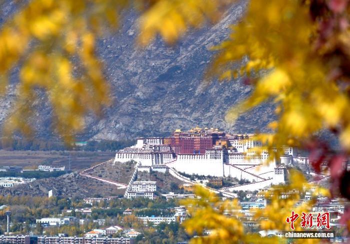 10月20日，西藏拉萨深秋如画。图为拉萨天堂草原自然风景区的黄叶与布达拉宫相映成趣。中新社记者 李林 摄