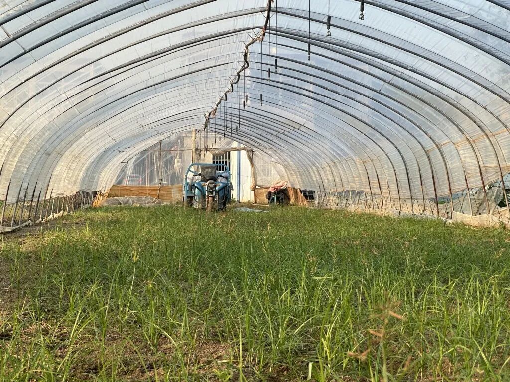 卢怀伟被抓后,家里的种植大棚被荒废。