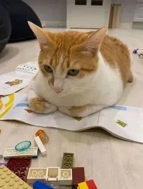 ▲5年对比照「2胖猫急速成长」淹过它 妈吓:橘猫无上限。 (图/网友李小姐提供,请勿随意翻拍,以免侵权。 )