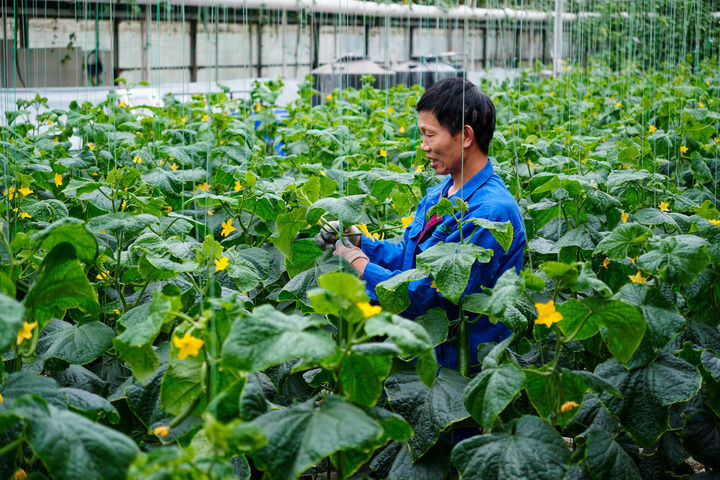 工作人员在寿光蔬菜高科技示范园内进行蔬菜养护工作（5月23日摄）。新华社记者 徐速绘 摄