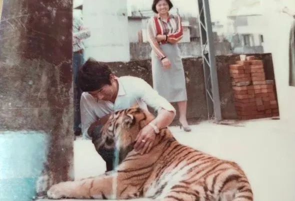 阿公以前养老虎。 (图/IG@ihsuan_yeh提供)
