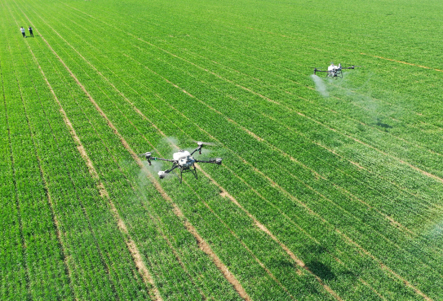 4月6日，在山东省青岛市即墨区段泊岚镇瓦戈庄村绿色增粮先行示范区，农民采用植保无人机为小麦喷洒叶面肥（无人机照片）。新华社发（梁孝鹏摄）