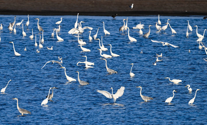 这是在东台条子泥湿地拍摄的鸟群（2023年8月20日摄）。新华社记者 季春鹏 摄