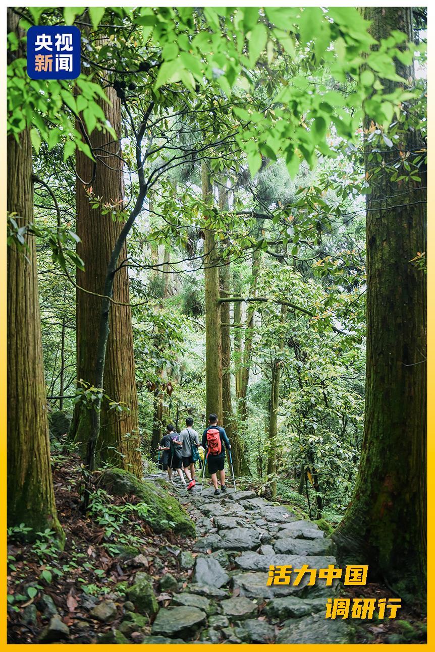 △游客在天目山林间徒步