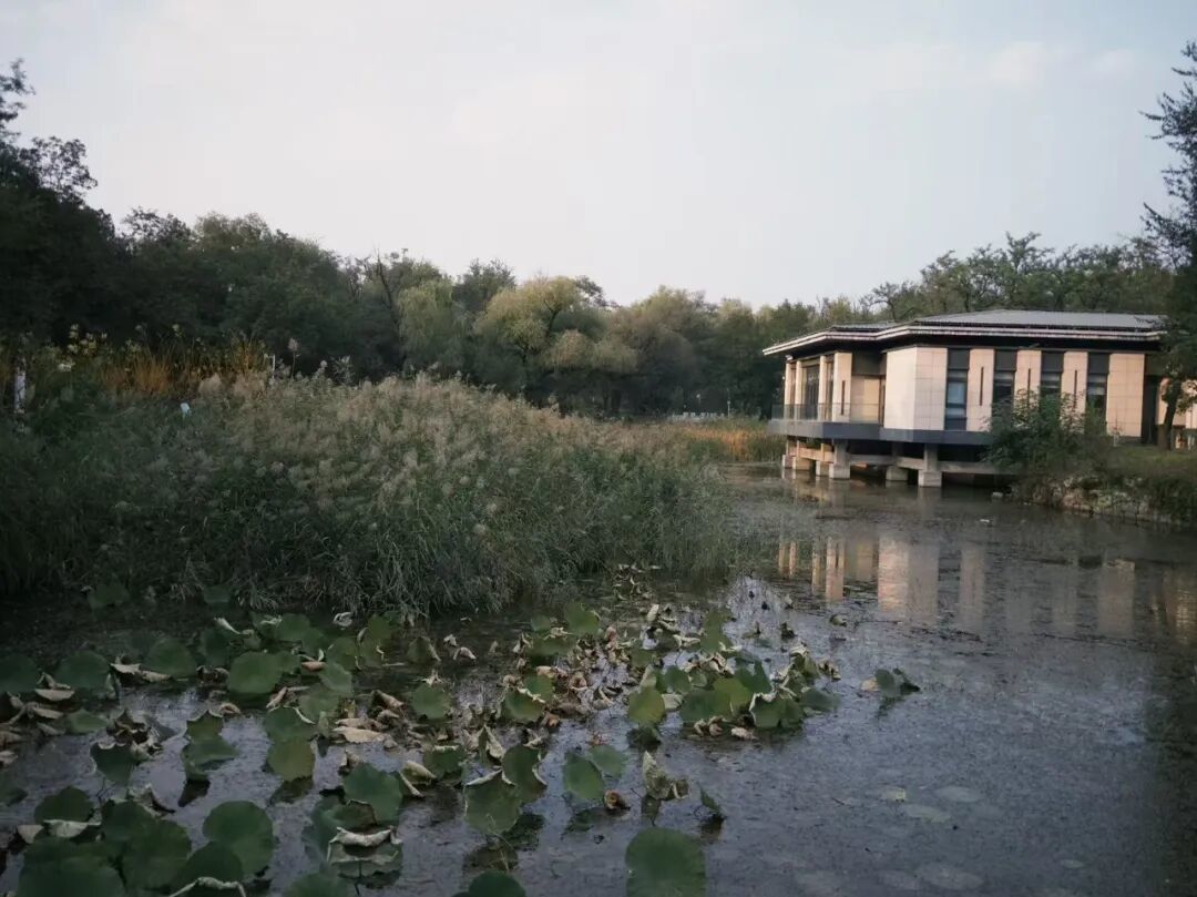 北京小湯山醫(yī)院秋景 記者楊瑞攝