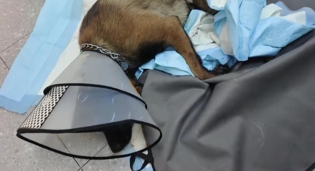 被打马犬还在医院抢救(视频截图)