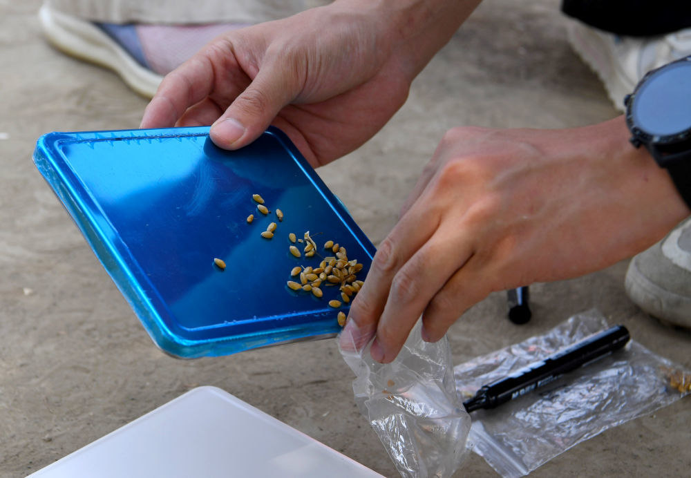 5月28日，在河南省周口市商水县举行的小麦机收减损技能大比武活动现场，工作人员将称重后的小麦倒入样品袋中。新华社记者 郝源 摄