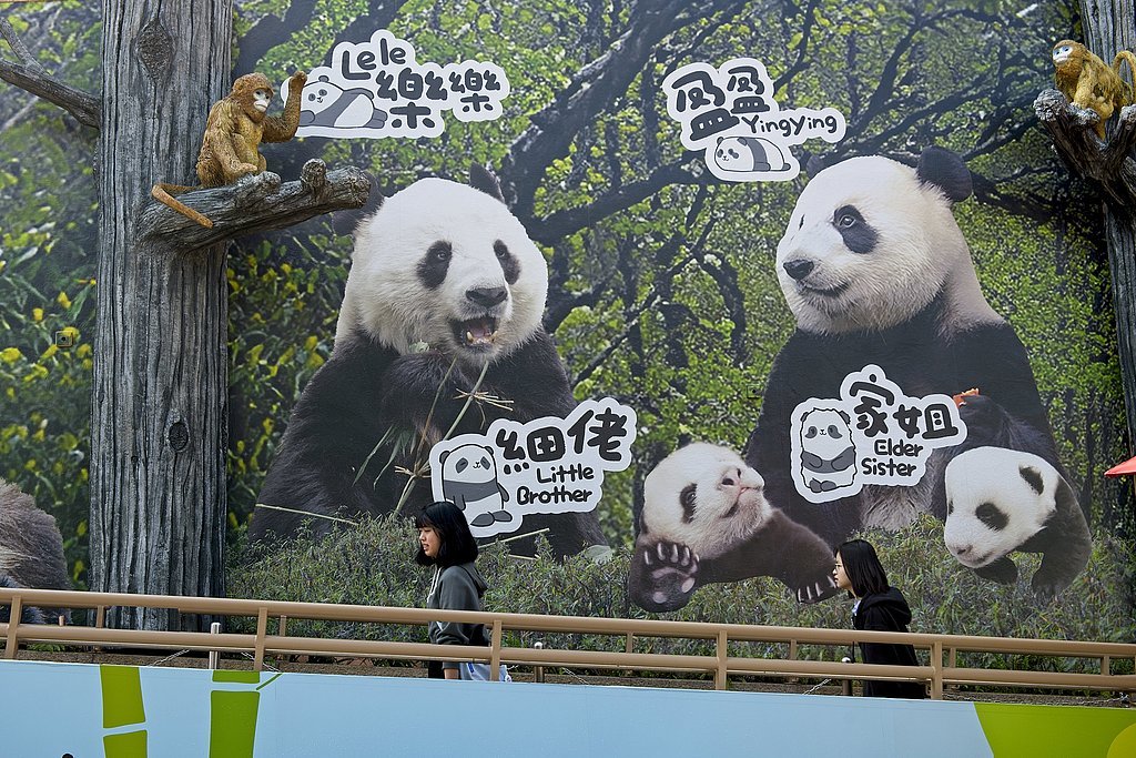 2月16日，在香港出身的大熊猫龙凤胎厚爱与公众碰头。（视觉中国）