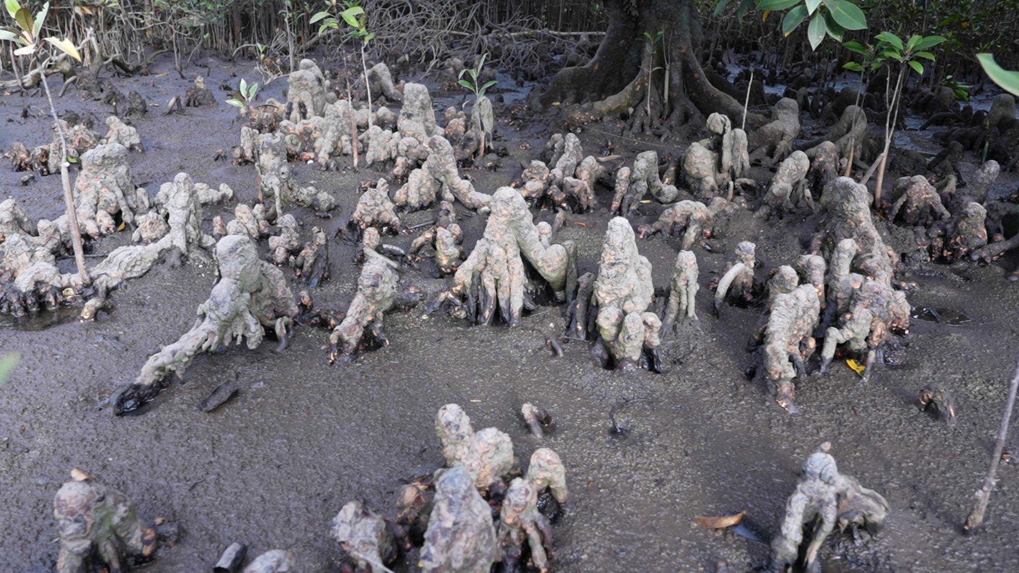 红树植物木榄的膝状呼吸根（央广网记者 陶淦 摄）