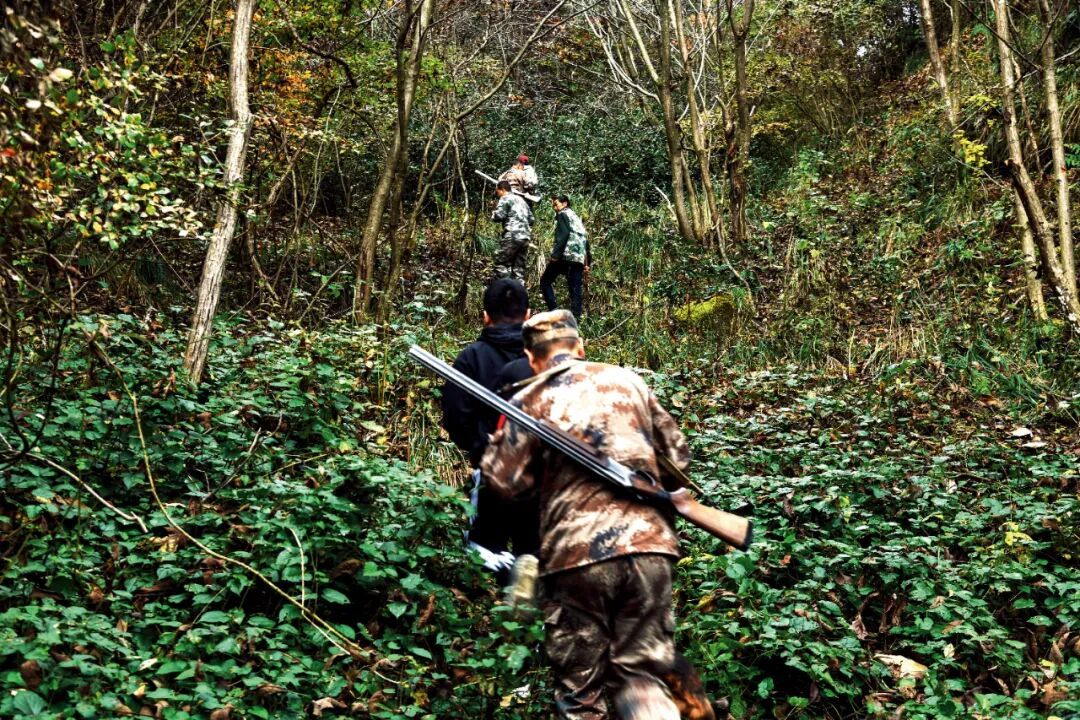 2021年11月6日,由于野猪破坏庄稼,四川省巴中市通江县聘请野猪捕杀专业队猎杀野猪。图/视觉中国
