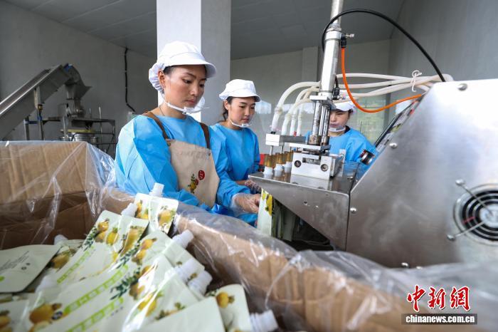 贵州龙里:刺梨采摘加工忙_凤凰网资讯_凤凰网