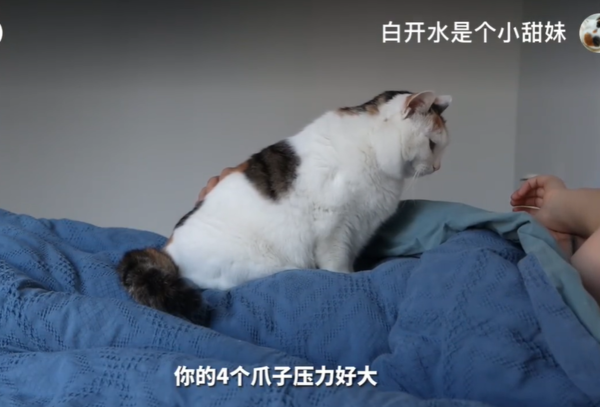 撒娇三花猫。 (图/翻摄自小红书@白开水是个小甜妹)