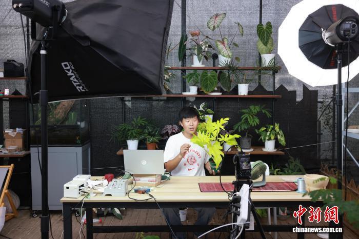 2025年8月,浙江桐乡,青年农创客直播销售绿植。孙杨洋 摄