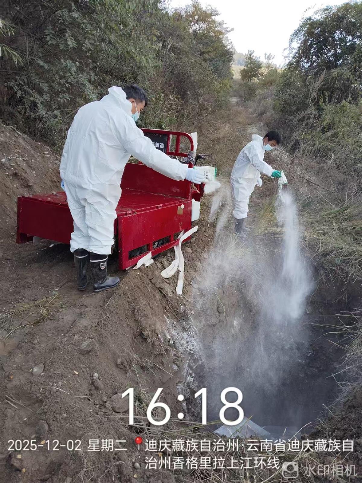 巨甸镇对捞起的死猪进行无公害处理 (受访者供图)