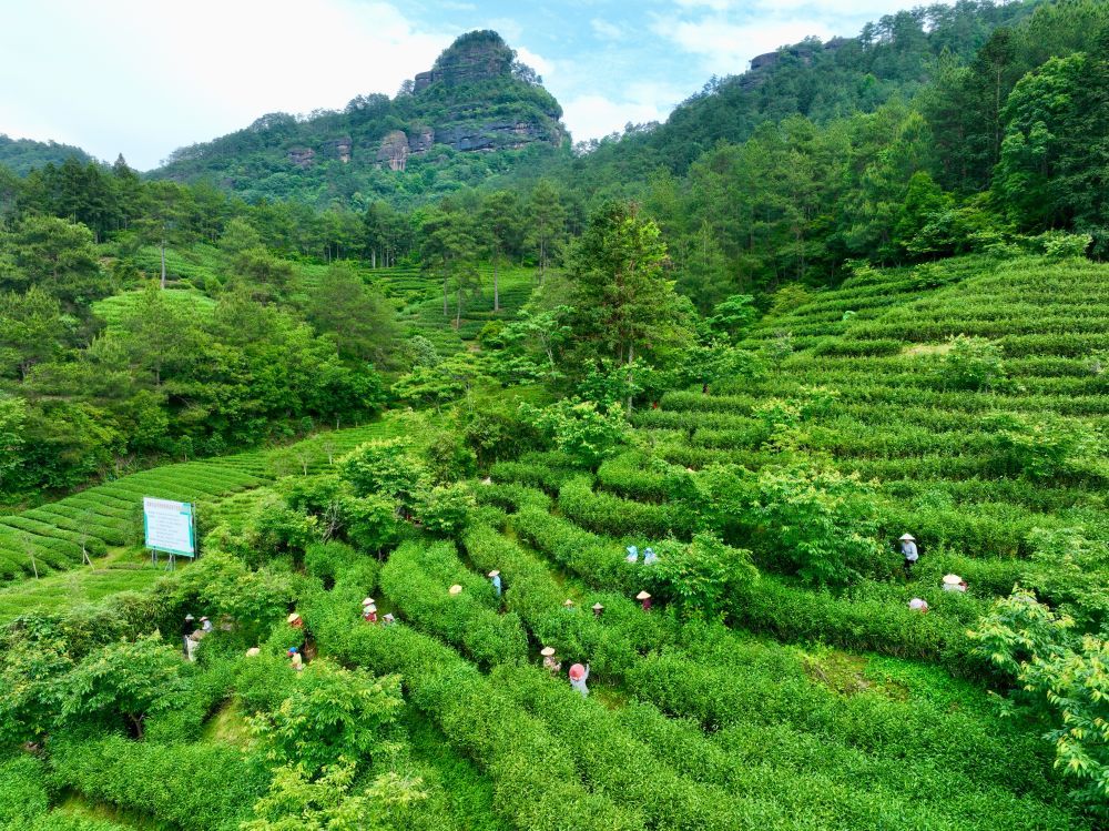 2024年5月，在武夷山市星村镇燕子窠生态茶园内，工人在手工采茶。新华社记者 姜克红 摄