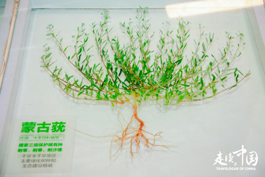 蒙草·草博园内保存的草种标本