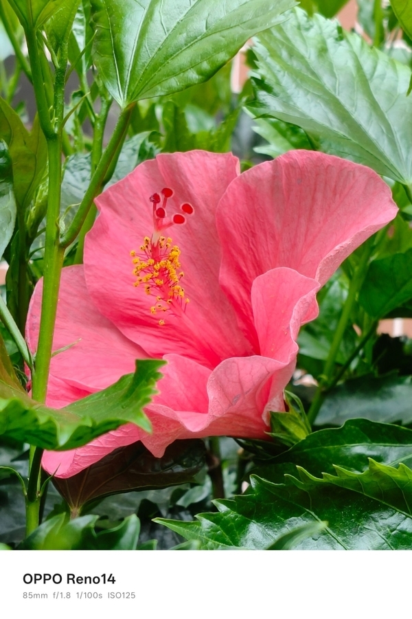 超美小OPhone新体验:OPPO Reno14满足你对小屏手机的所有期待